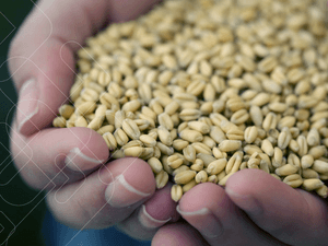 Operador de Processamento de Grãos e Cereais